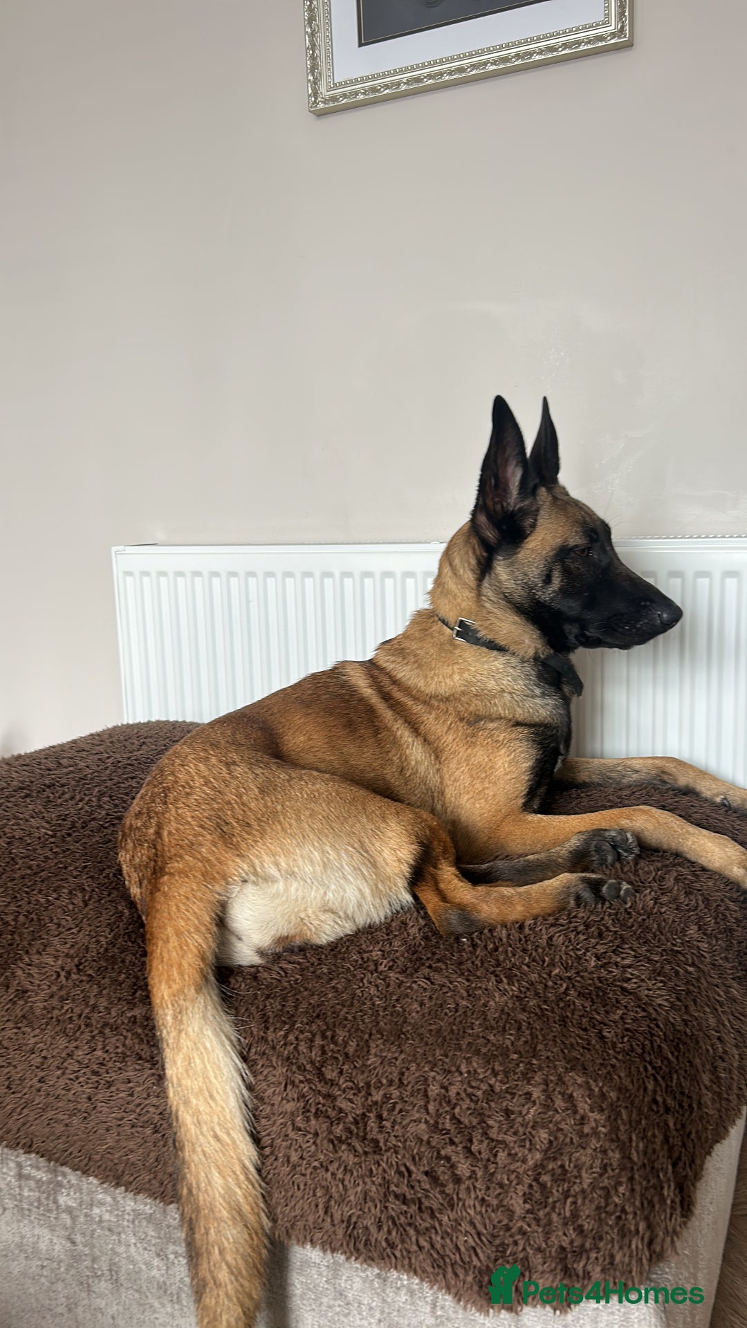 Belgian Shepherd Dog dogs for sale:  Belgian Malonis  - Image 4