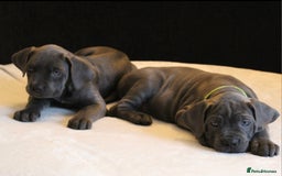 Cane Corso dogs for sale: BEAUTIFUL BLUE CANE CORSO GIRLS - Image 10