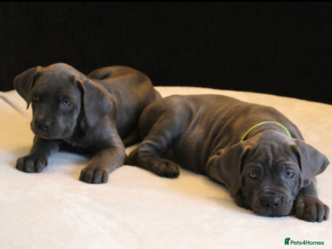 Cane Corso dogs for sale: BEAUTIFUL BLUE CANE CORSO GIRLS - Image 10