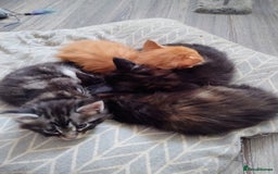 Maine Coon cats for sale: Maine coon kittens - Image 11
