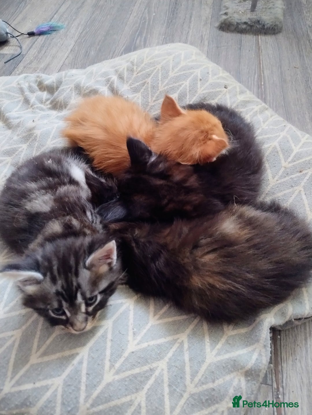 Maine Coon cats for sale: Maine coon kittens - Image 11