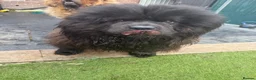 Chow Chow dogs for sale: Black chow chow - Advert 5