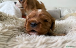 Cavalier King Charles Spaniel dogs for sale: Cavalier King Charles  - Image 19