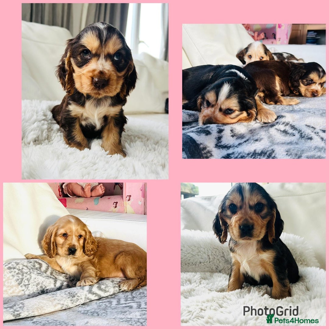 Cocker Spaniel dogs for sale: KC Registered Show Cocker puppies  - Advert 1