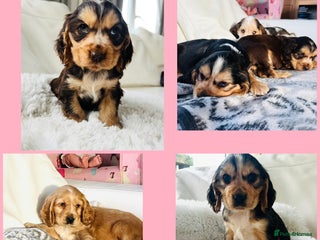 Cocker Spaniel dogs KC Registered Show Cocker puppies - Advert 1