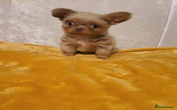 Chihuahua dogs for sale: Beautiful Long-Haired Chihuahua Puppies - Advert 13