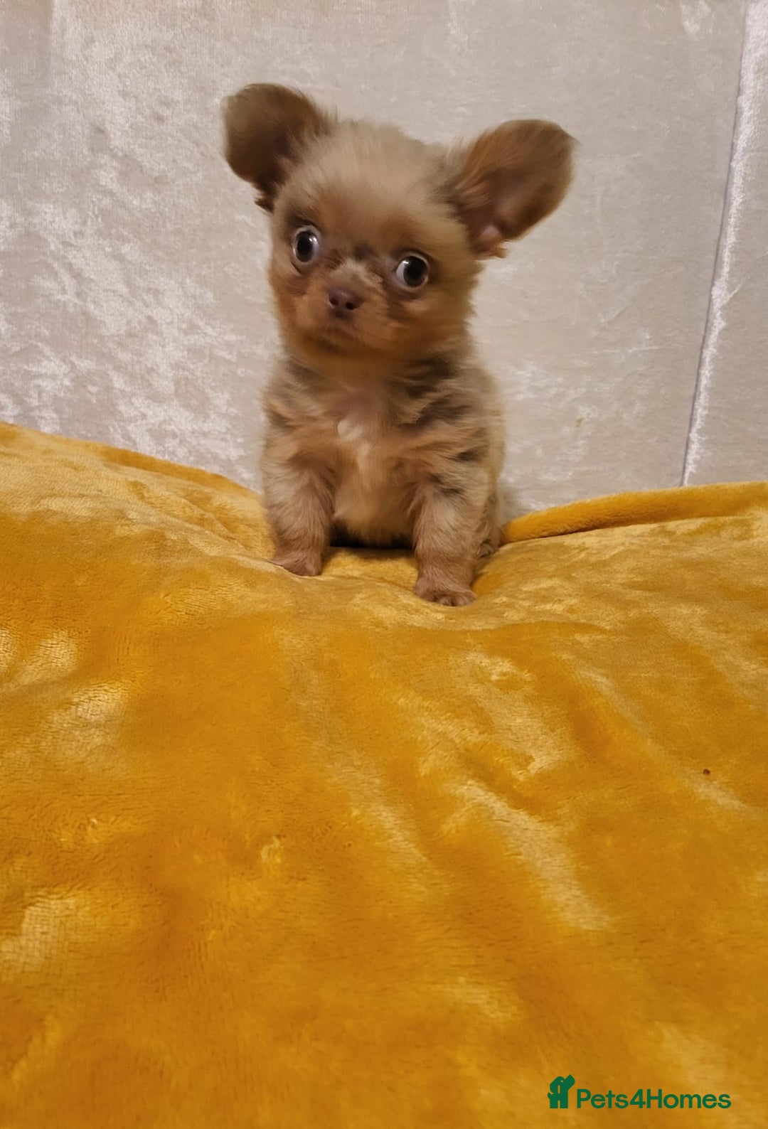 Chihuahua dogs for sale: Beautiful Long-Haired Chihuahua Puppies - Advert 13
