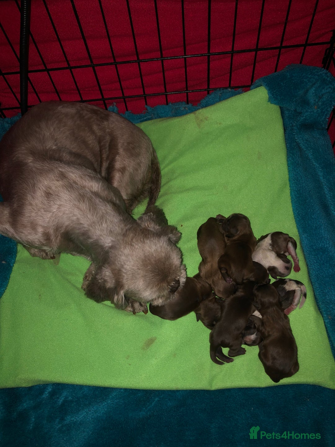 Shih Tzu dogs for sale: Full shih tzu puppies  - Advert 2