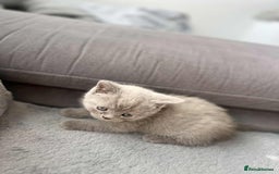 British Shorthair cats for sale: British Shorthair kittens  - Image 3