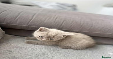 British Shorthair cats - Advert 16