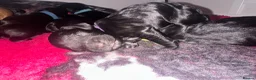 Cockapoo dogs for sale: 🐾 GORGEOUS FB1 COCKAPOO PUPPIES 5 boys available  in Blackpool - Advert 14