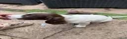 English Springer Spaniel dogs for sale: Engilish springer spaniel puppies  - Advert 8