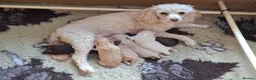 Cavapoo dogs for sale: Beautiful dna health tested cavapoos  - Advert 8