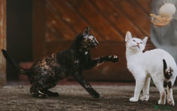 European cats for adoption: Tortoiseshell female Kitten - Image 4