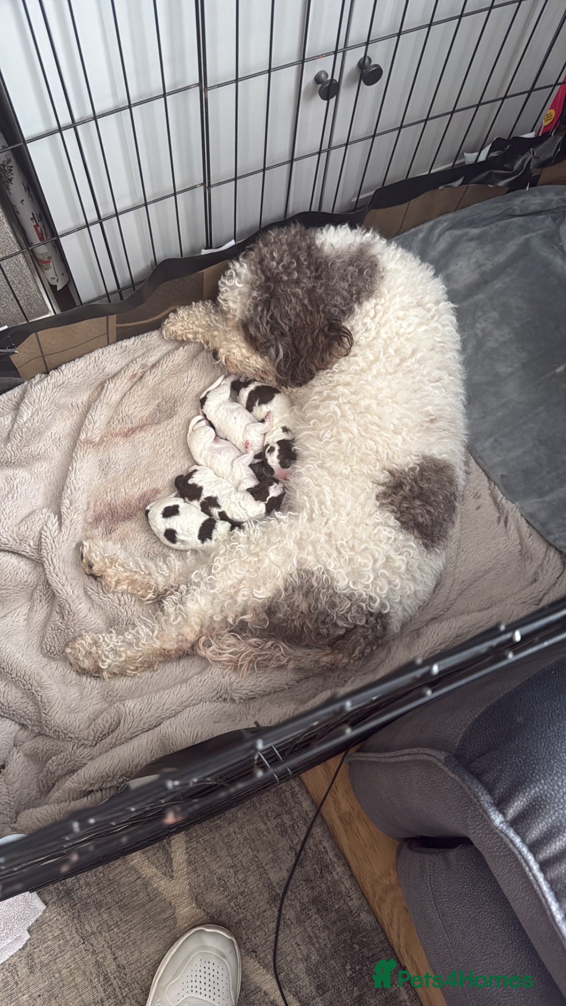 Lagotto Romagnolo dogs Italian water dog /lagotto romagnolo  - Advert 4