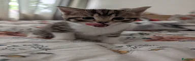 Mixed Breed Kitten 2
