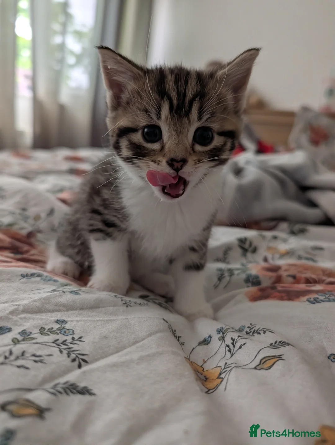 Mixed Breed cats for sale: 3 gorgeous kittens  - Advert 1