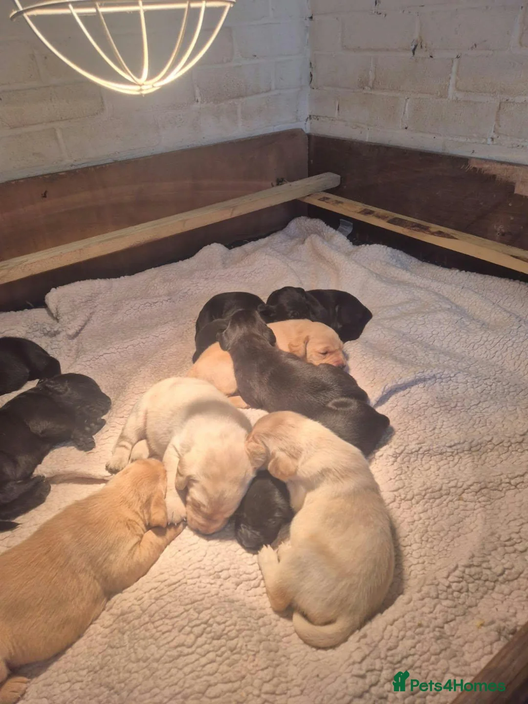 Labrador Retriever dogs for sale: Labrador Retriever Puppies in Burnley - Advert 2