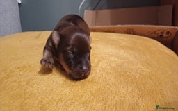 Mixed Breed dogs for sale: Yorkshire mix puppies 3 boys 2 girls  - Image 9