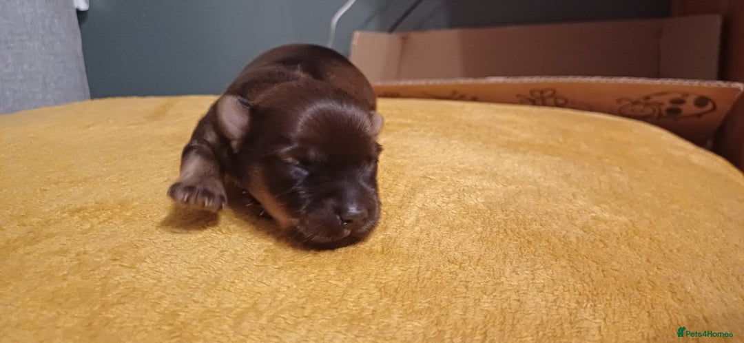 Mixed Breed dogs for sale: Yorkshire mix puppies 3 boys 2 girls  - Image 9
