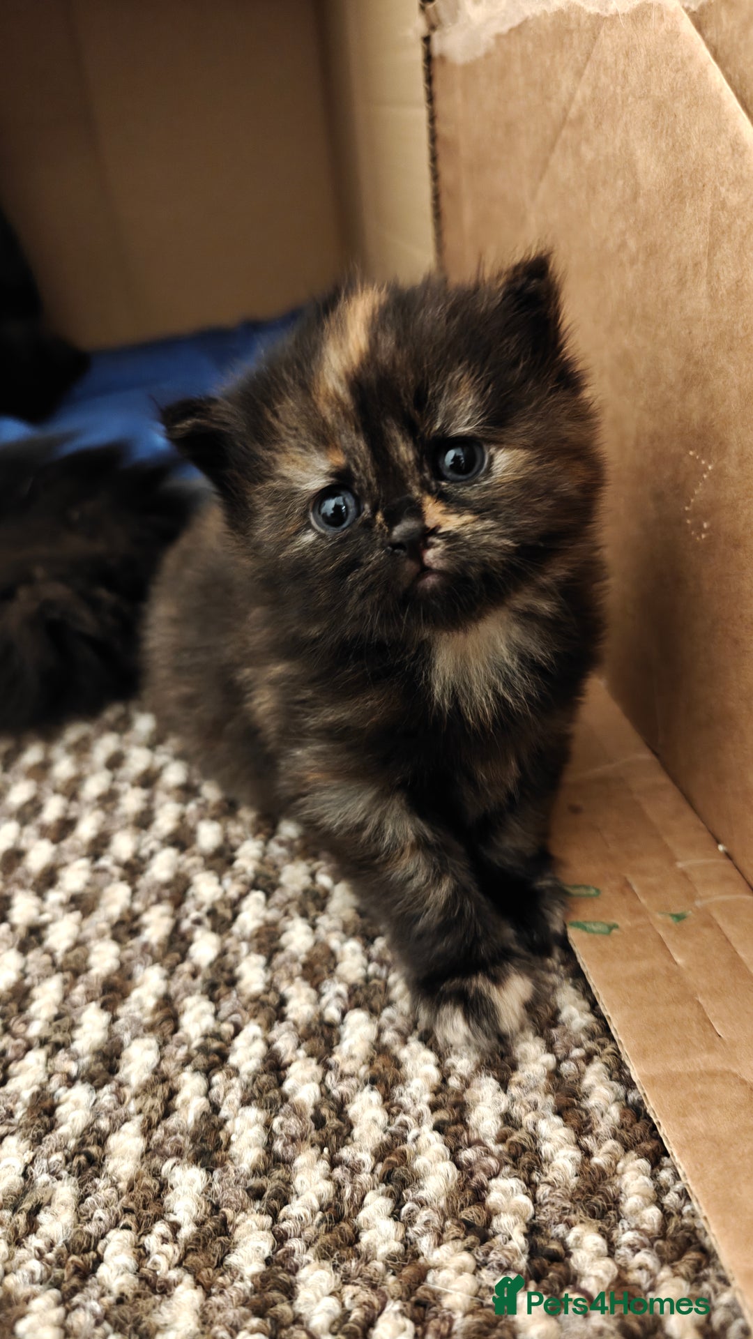 British Longhair cats for sale: British Longhair Cross Kittens  - Advert 12