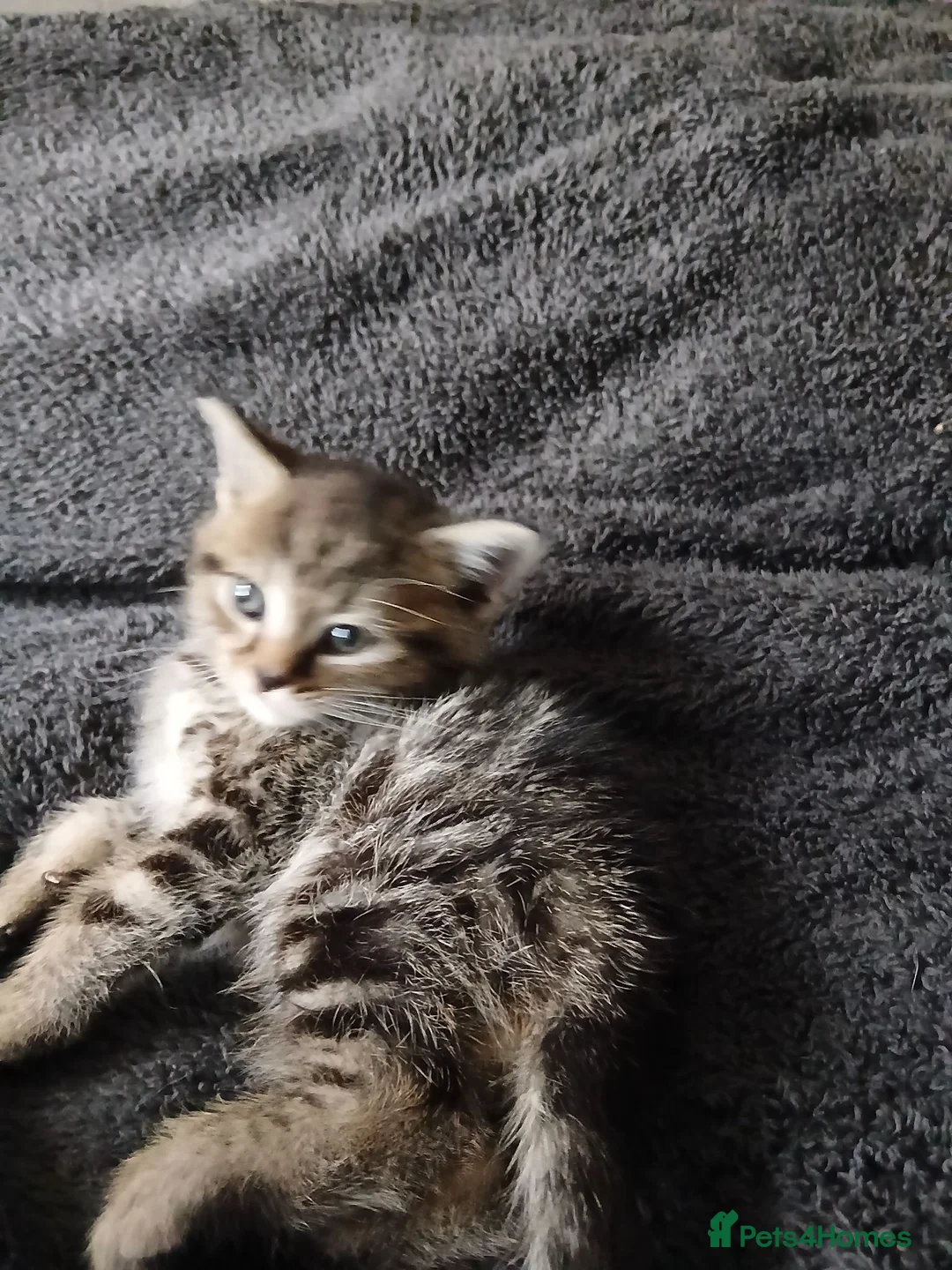 Mixed Breed cats for sale: Litter off kittens - Advert 2