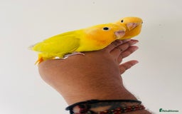 Lovebirds birds for sale: Hand reared lovebirds for sale  - Image 3