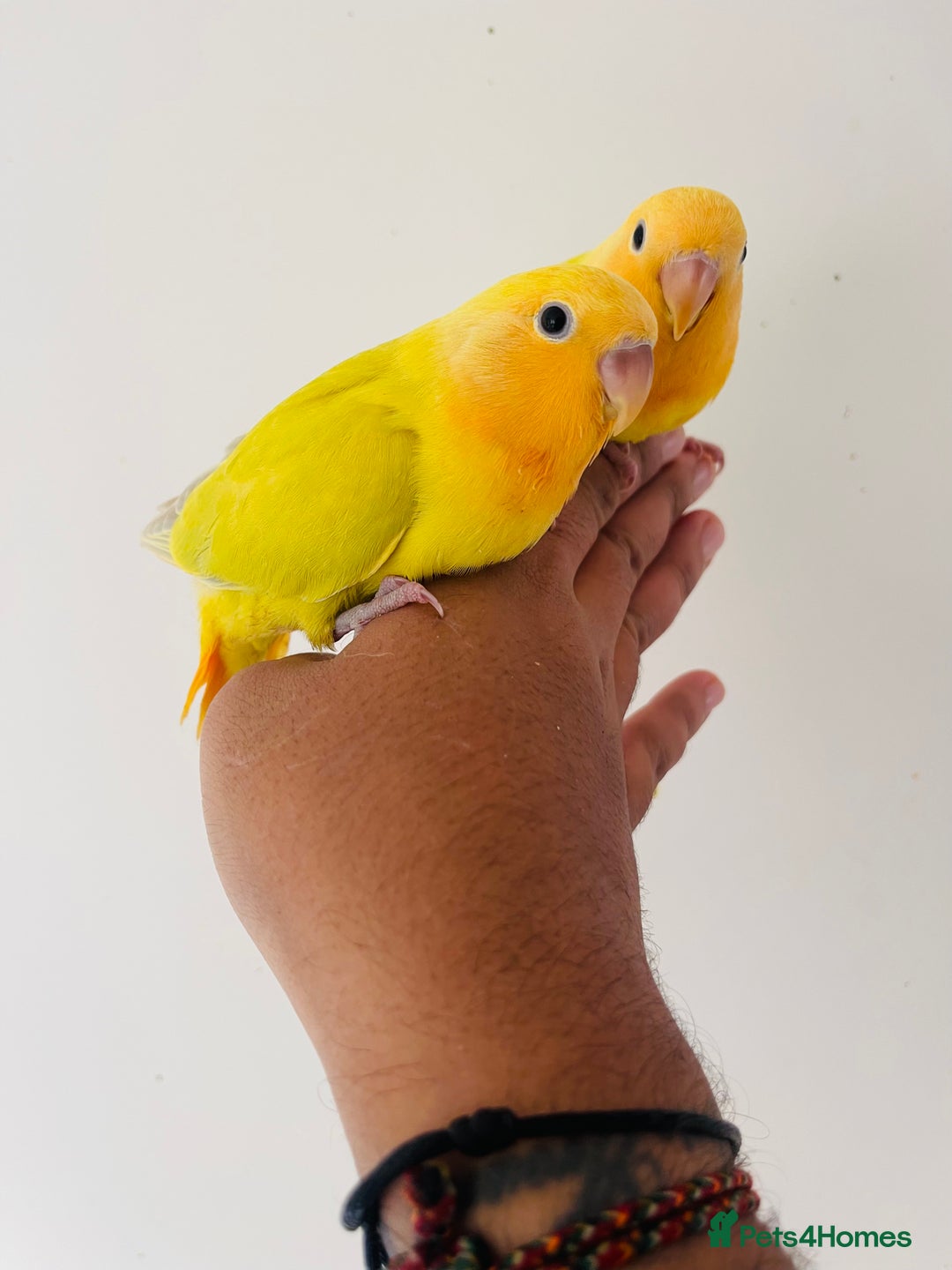Lovebirds birds for sale: Hand reared lovebirds for sale  - Image 3