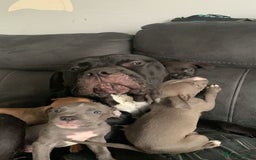 Mixed Breed dogs for sale: Accidental litter - Image 21