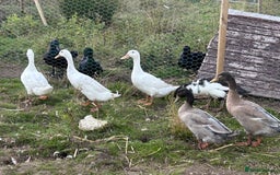 Mixed Breed poultry for sale: Selection of Poultry Available (See description) - Image 4