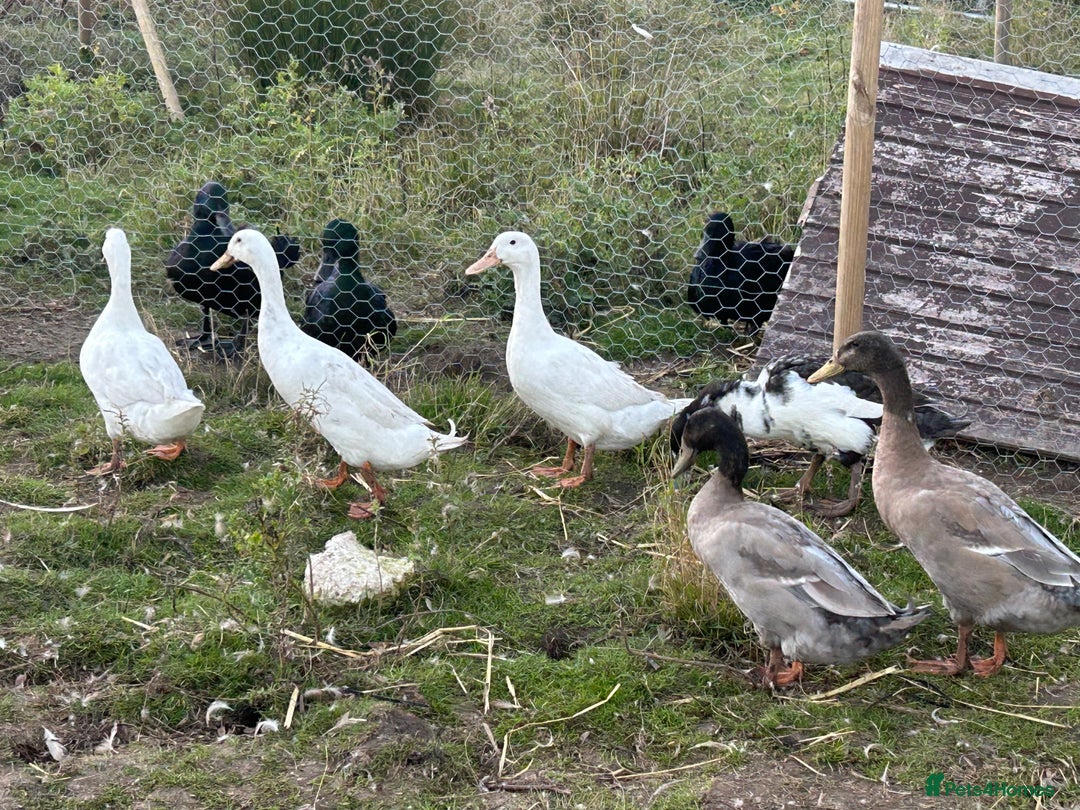 Mixed Breed poultry for sale: Selection of Poultry Available (See description) - Image 4