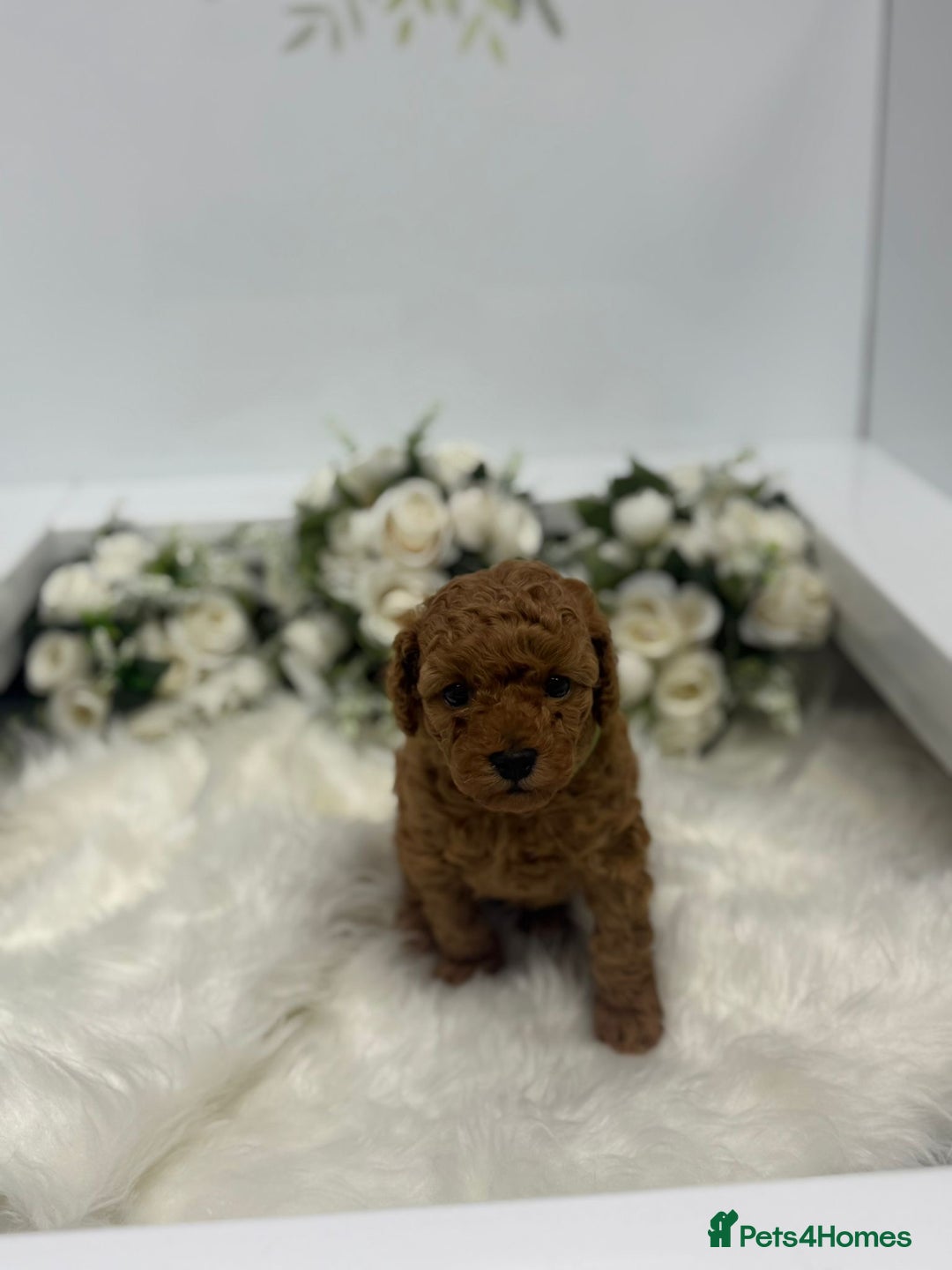Toy Poodle dogs for sale: Tiny toy poodle puppy - Advert 7
