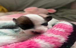 Jack Russell dogs for sale: Stunning Miniature Jack Russell Puppies!!! - Image 5