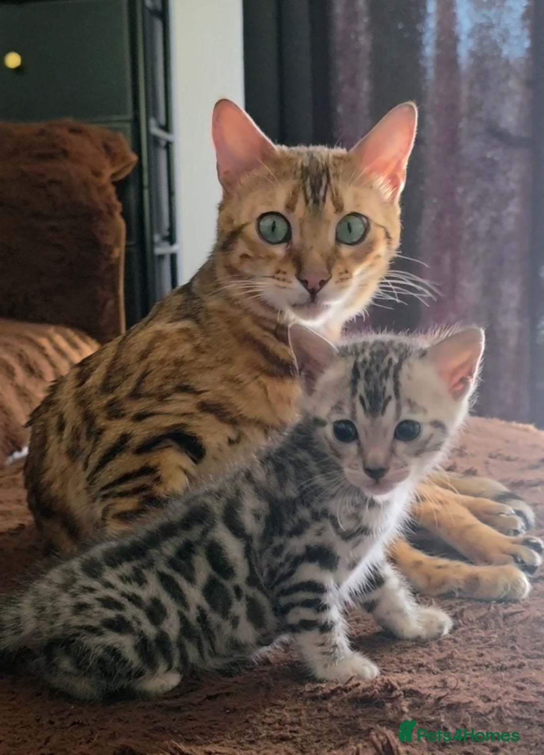 Bengal cats Silver grey bengal exceptional markings - Advert 4