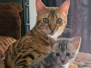Bengal cats Silver grey bengal exceptional markings - Advert 4