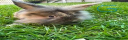 Lionhead rabbits for sale: Lionhead Rabbits for sale  - Advert 8