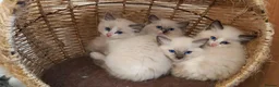 Ragdoll cats for sale: RAGDOLL BOY BLUE POINT BLUE EYES  - Advert 6