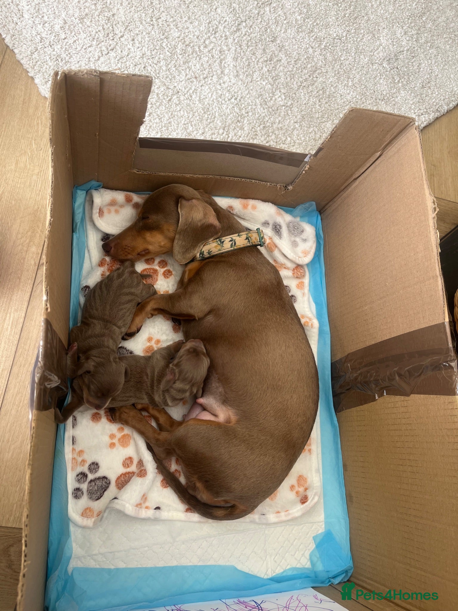 Miniature Dachshund dogs KC Registered Isabella Miniature Dachshund Girl  - Advert 3