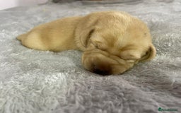 Labrador Retriever dogs for sale: Stunning chunky fox red pups - Advert 6