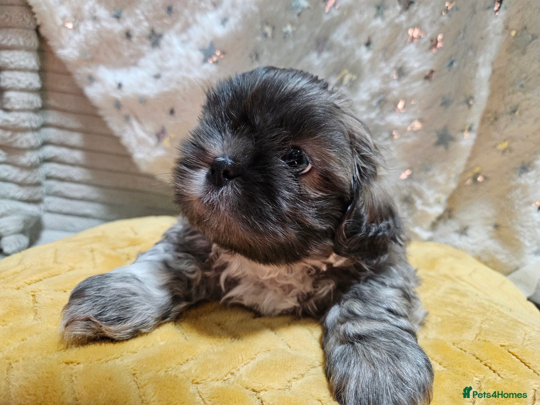 Shih Tzu dogs for sale: Adorable Shih I Puppies For Sale - 3 Boys & 1 Girl - Advert 11