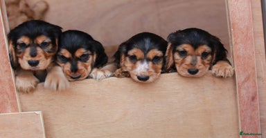 Cocker Spaniel dogs - Advert 6