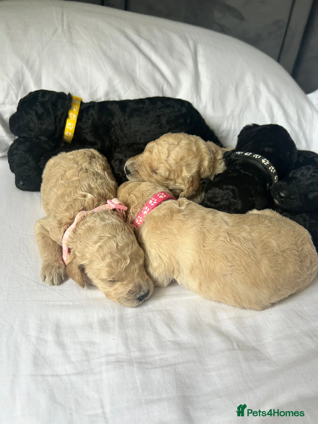 Labradoodle dogs for sale: Stunning f1bb standard labradoodles   - Advert 2