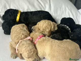 Labradoodle dogs Stunning f1bb standard labradoodles - Advert 5