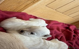 Mixed Breed dogs for sale: F1 Westipoo Puppies  - Image 5