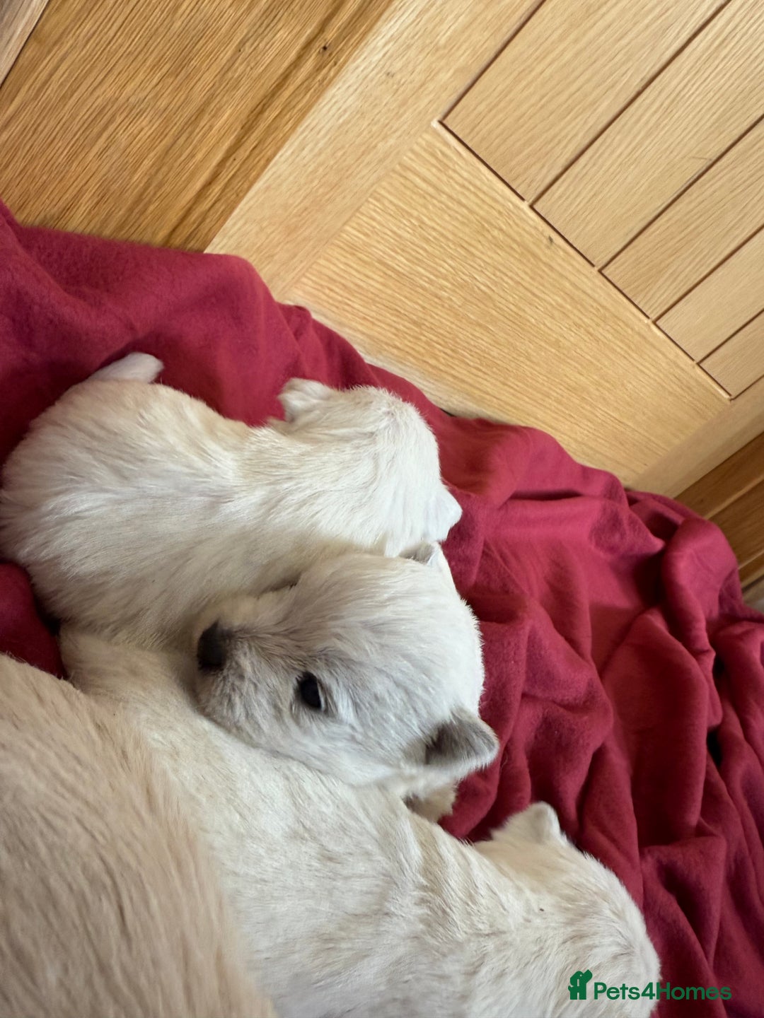 Mixed Breed dogs for sale: F1 Westipoo Puppies  - Image 5