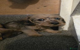 Miniature Dachshund dogs for sale: Miniature dachshund puppies  - Image 4