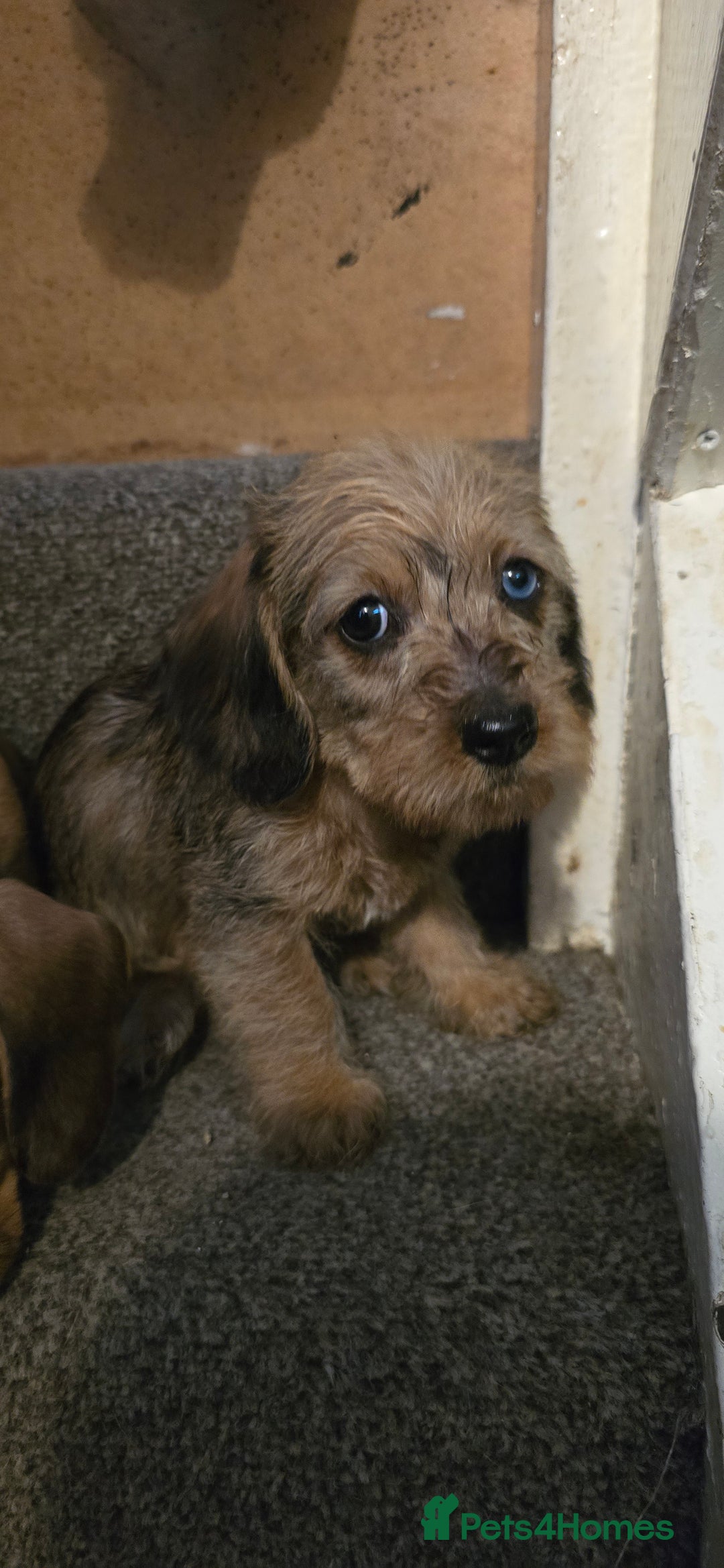 Miniature Dachshund dogs for sale: Miniature dachshund puppies  - Image 4