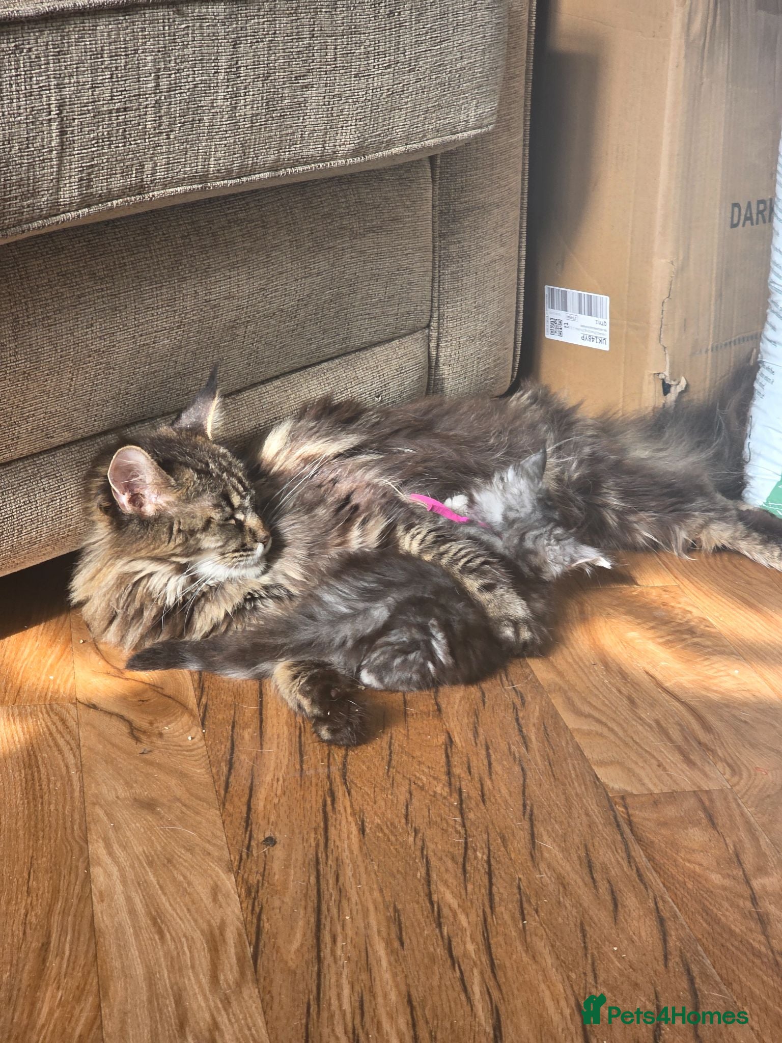 Maine Coon cats 2 Beautiful Girls left - Advert 1