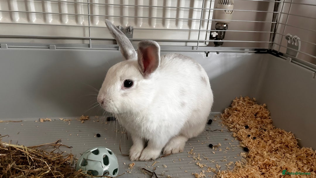 Rex rabbits for sale: Benji looking for his forever home  - Image 1
