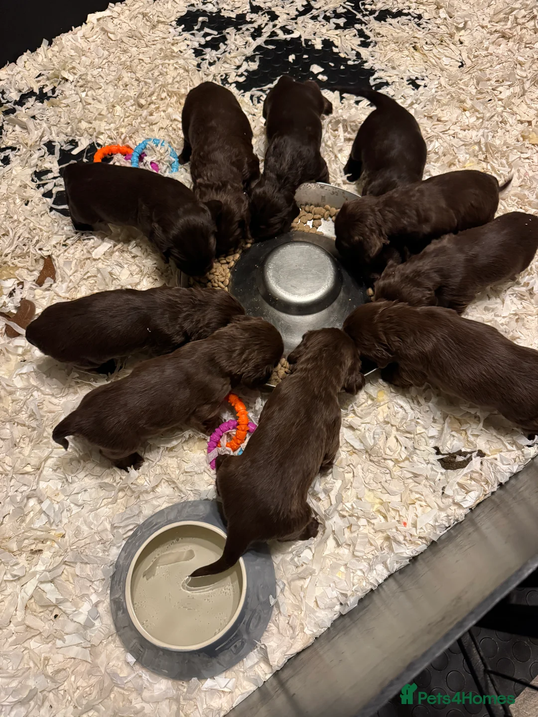 Cocker Spaniel dogs for stud: KC Reg well proven Working Cocker Spaniel at Stud  - Advert 8